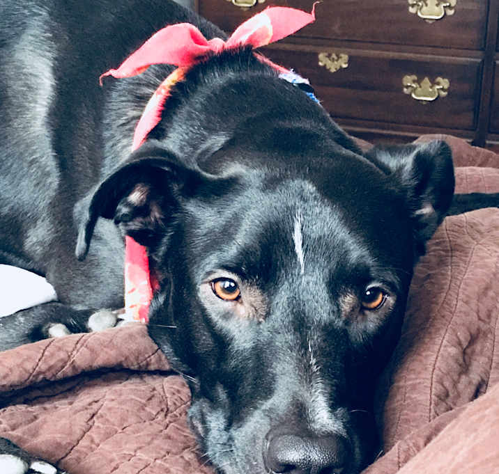 Photo of Samson