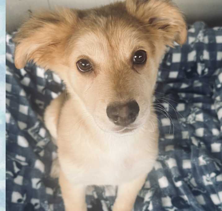 Photo of DOKY – 4 MONTH SPANIEL MIX