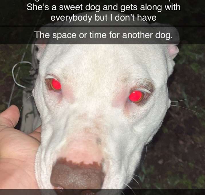 Photo of Suki