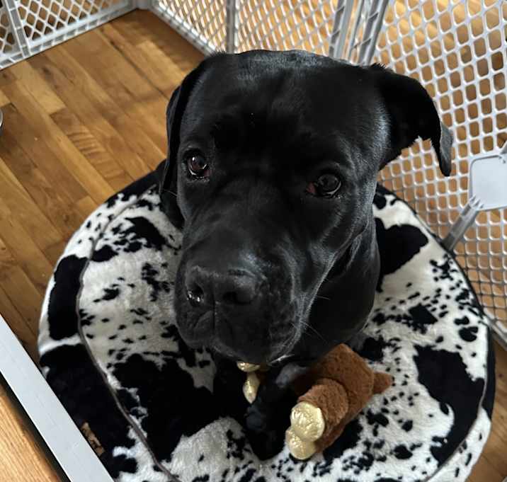 Photo of Layla