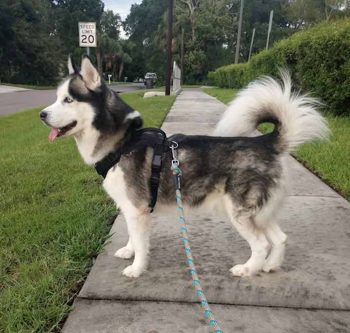 Photo of Rex