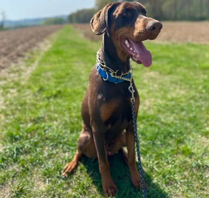 Photo of Ollie