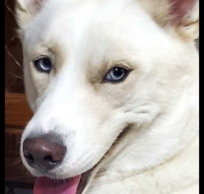 Photo of Milo