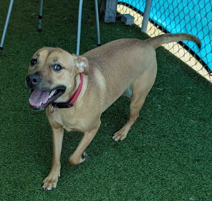 Photo of Honey