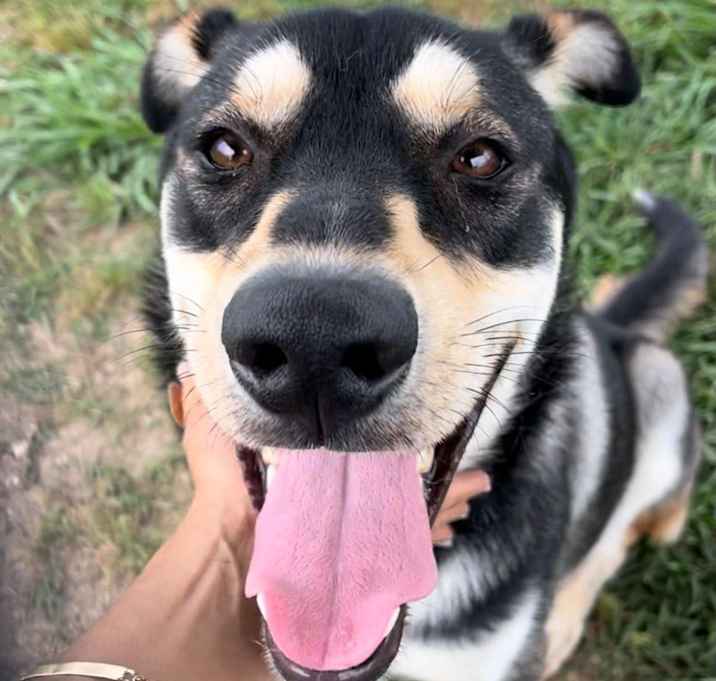 Photo of Auggie