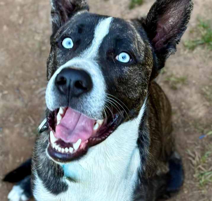 Photo of Rocky