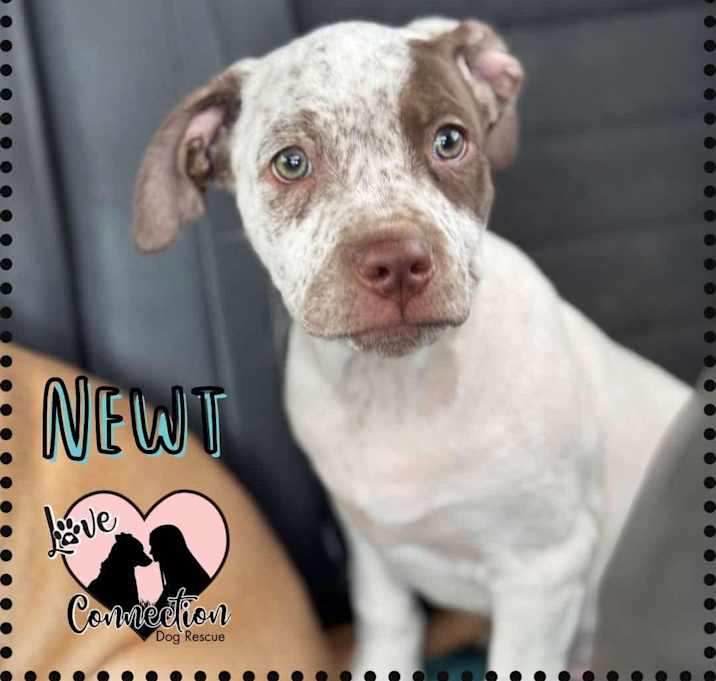 Photo of Newt