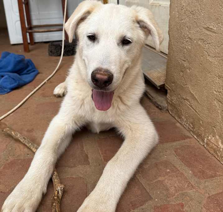 Photo of Bluey
