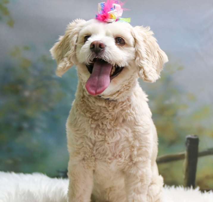 Photo of Skye
