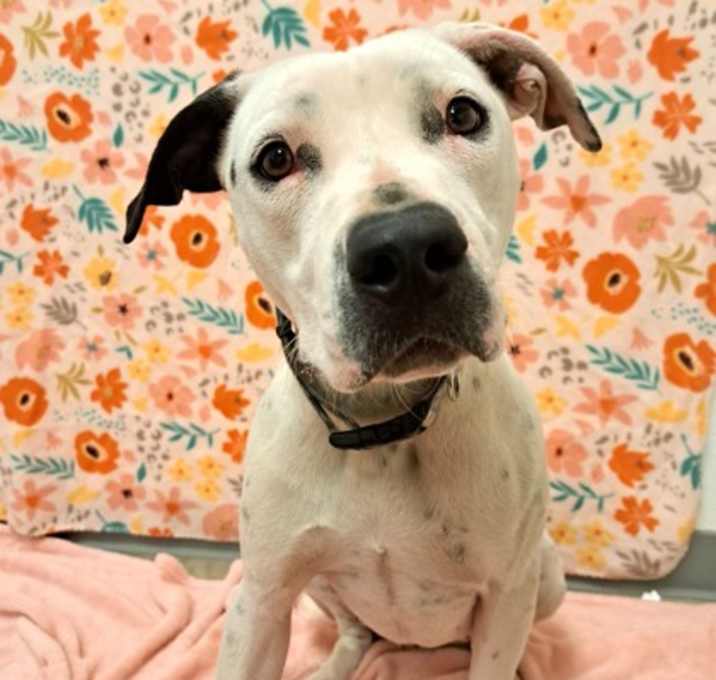 Photo of Dahlia