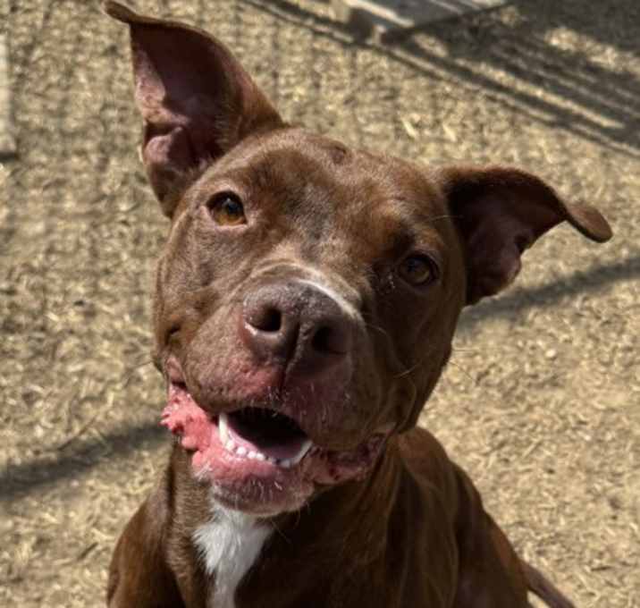Photo of Kahlua