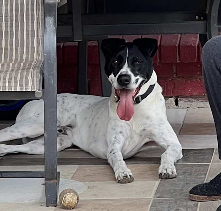 Photo of Vuki