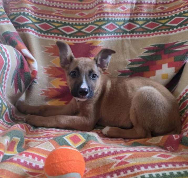 Photo of Adler (NY-Shari)