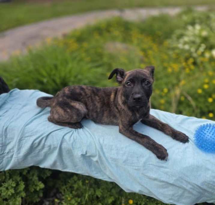 Photo of Kane (NY-Sarah)
