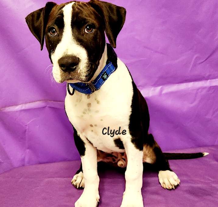 Photo of Clyde 2