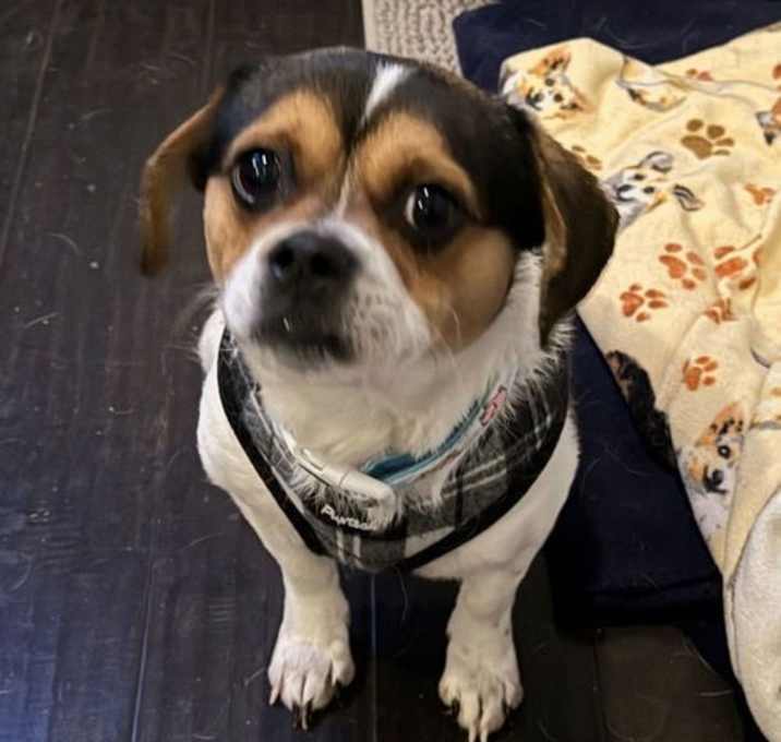 Photo of Puggles