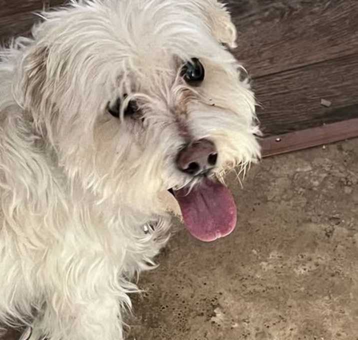 Photo of Tuffy