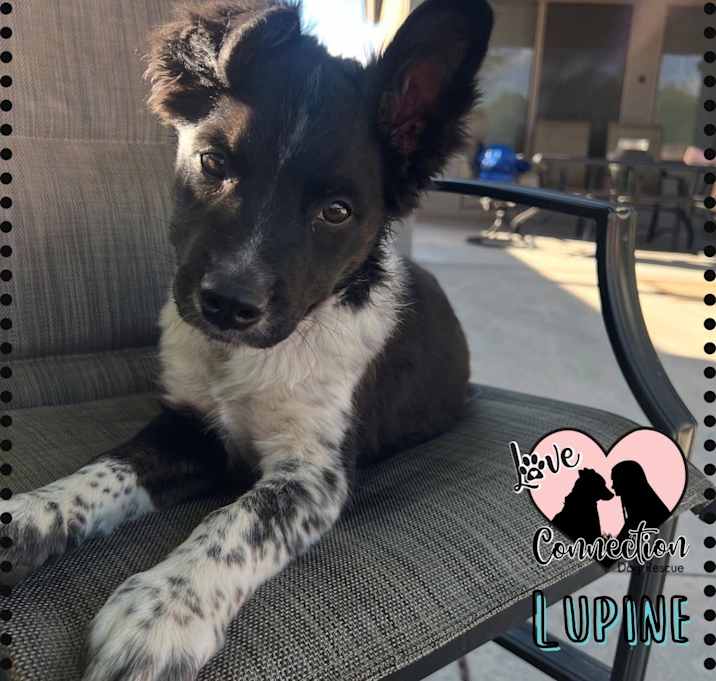 Photo of Lupine