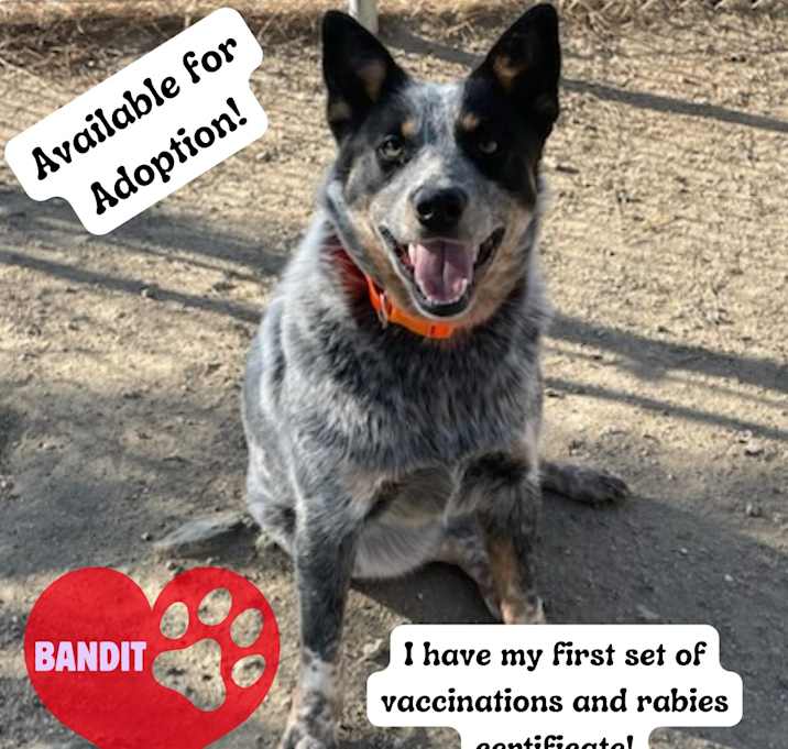 Photo of Bandit