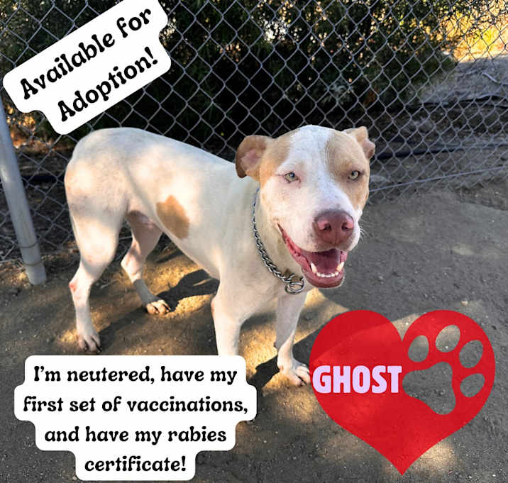 Photo of Ghost