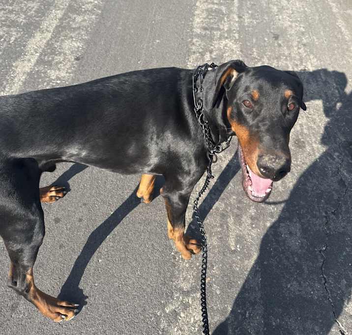 Photo of Apollo