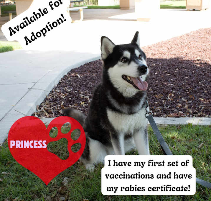 Photo of Princess