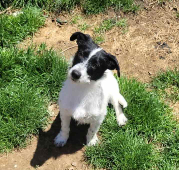 Photo of Bindi PENDING ADOPTION