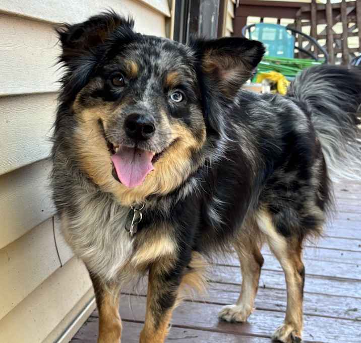 Photo of Ollie