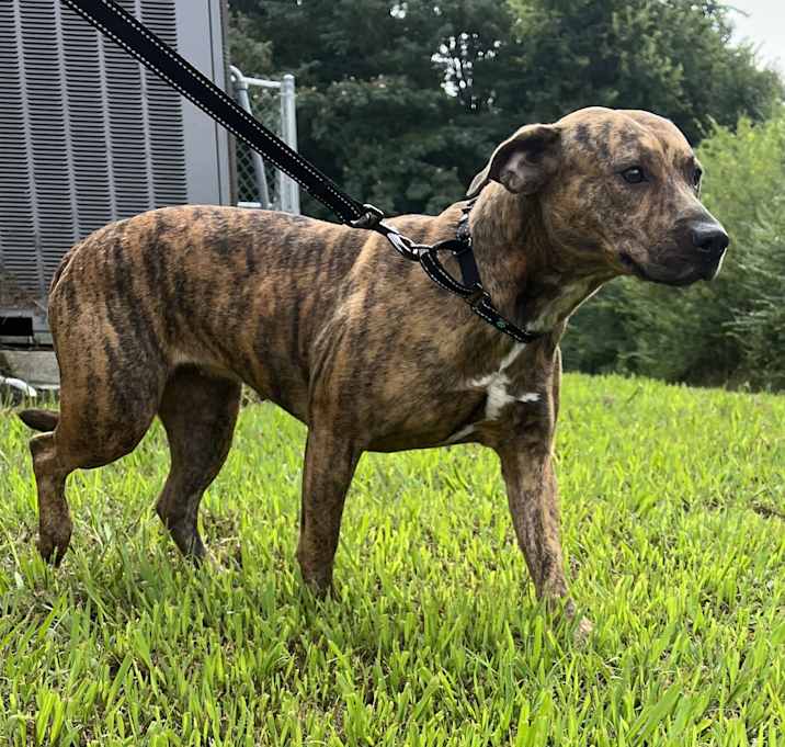 Photo of Ivy Jo