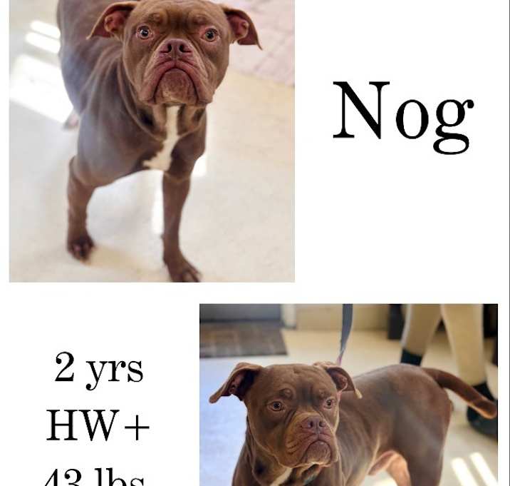 Photo of Nog