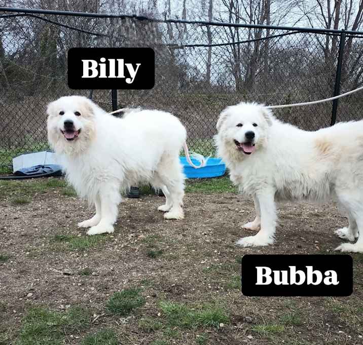 Photo of Bubba & Billy