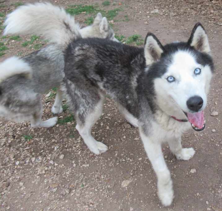 Photo of Nanook