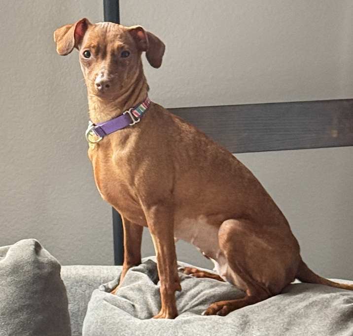 Photo of Callie