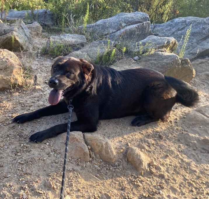 Photo of Rosie