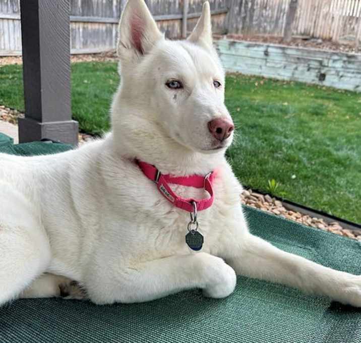 Photo of Birdie