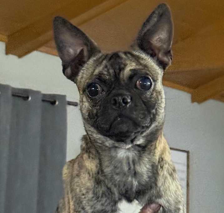 Photo of Rocco