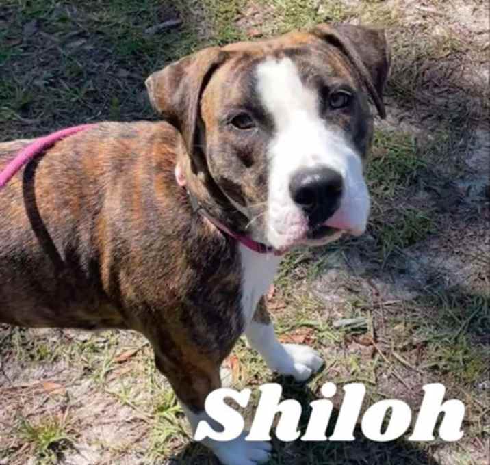 Photo of Shiloh