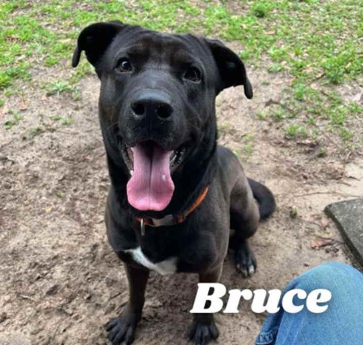 Photo of Bruce