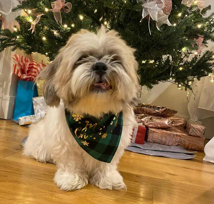 Photo of Gizzy