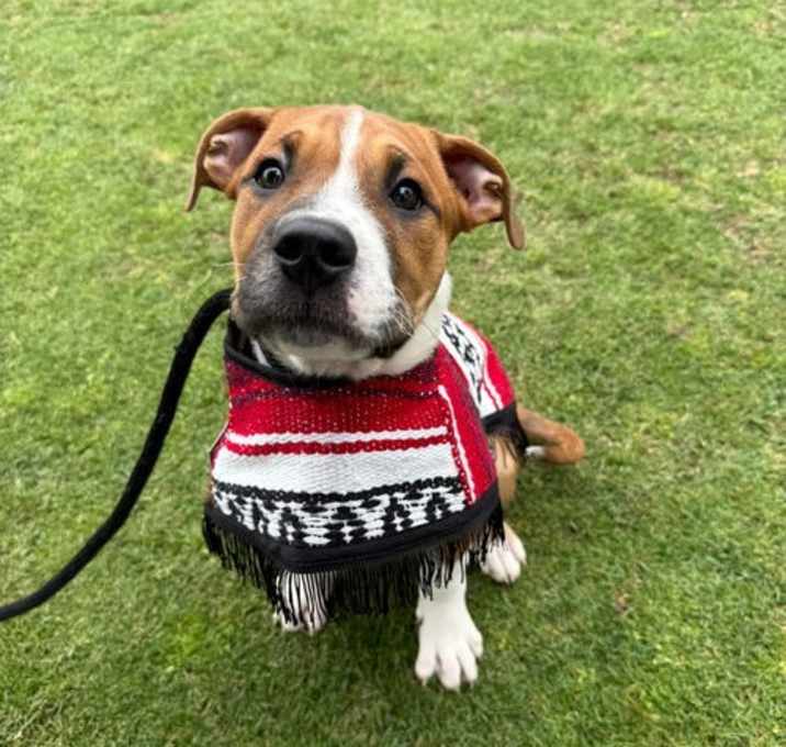 Photo of Remy