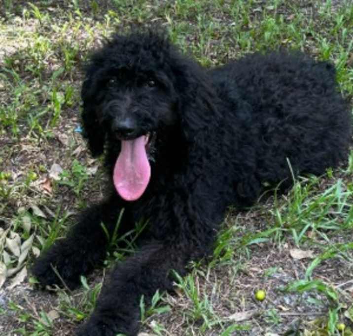 Photo of Lolo