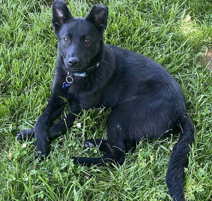Photo of Nala (4mo CAT FRIENDLY!!)