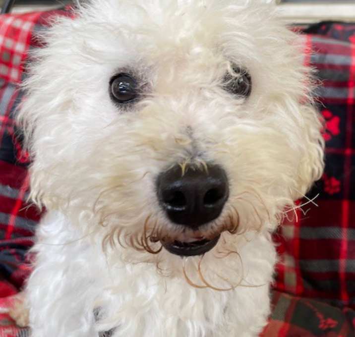 Photo of Stitch