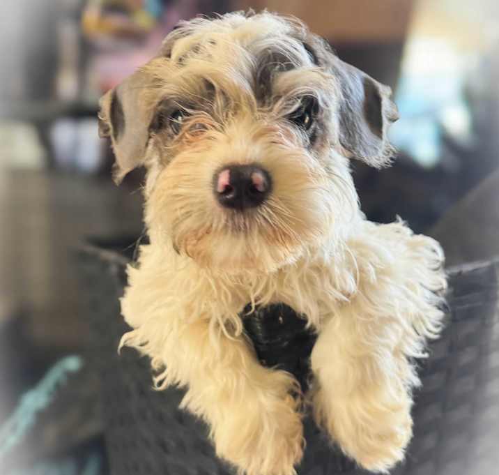 Photo of Marti
