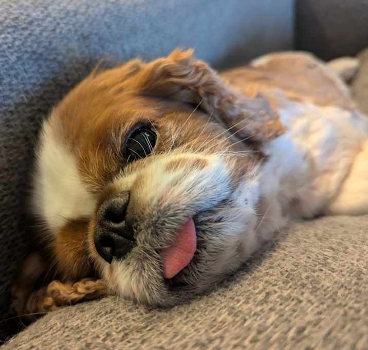 Photo of Duke