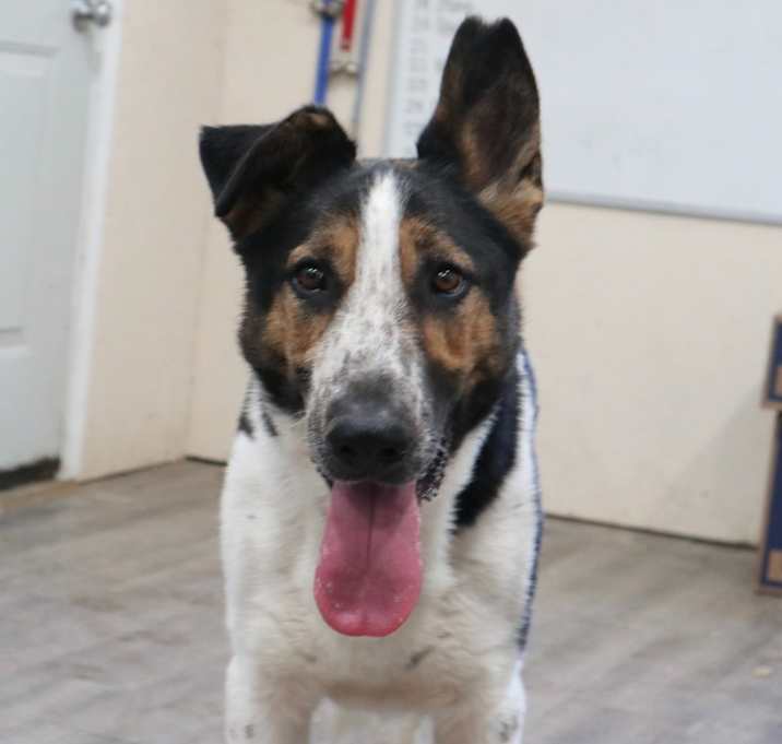 Photo of Buddy