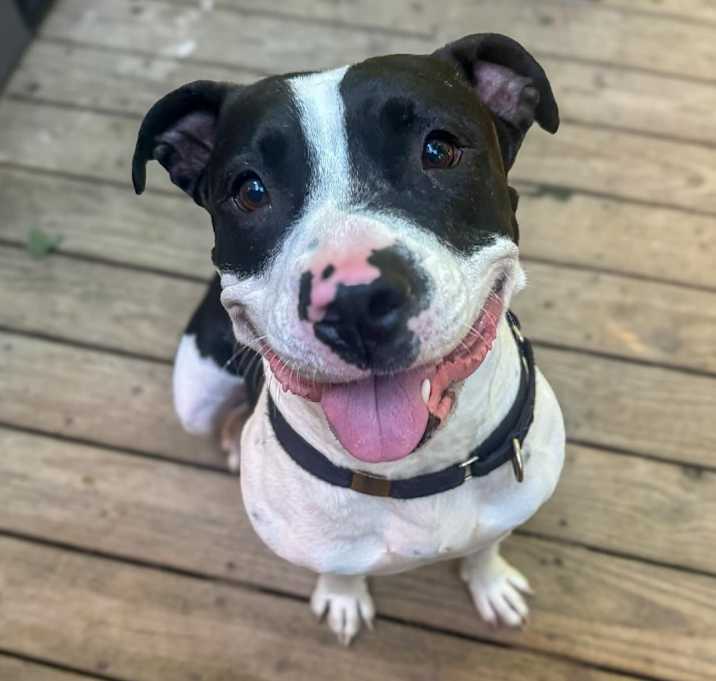 Photo of Otis