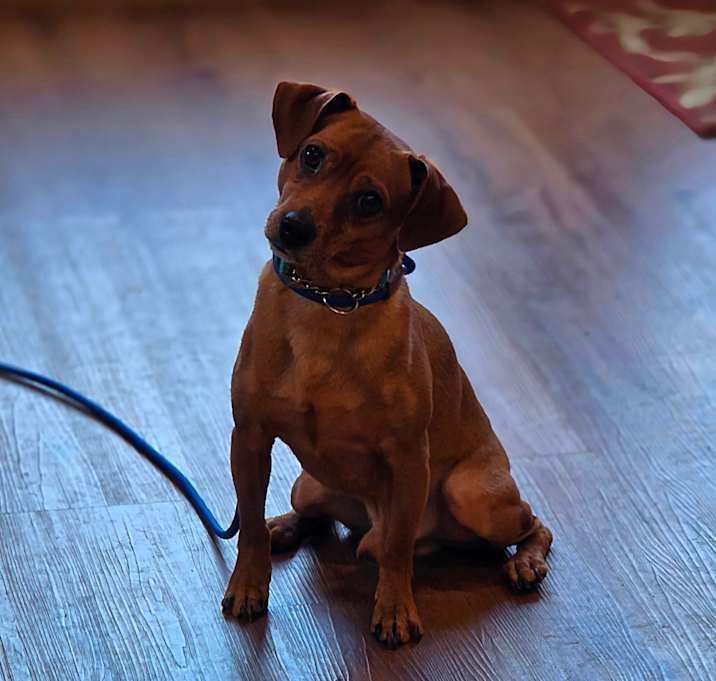 Photo of Underdog