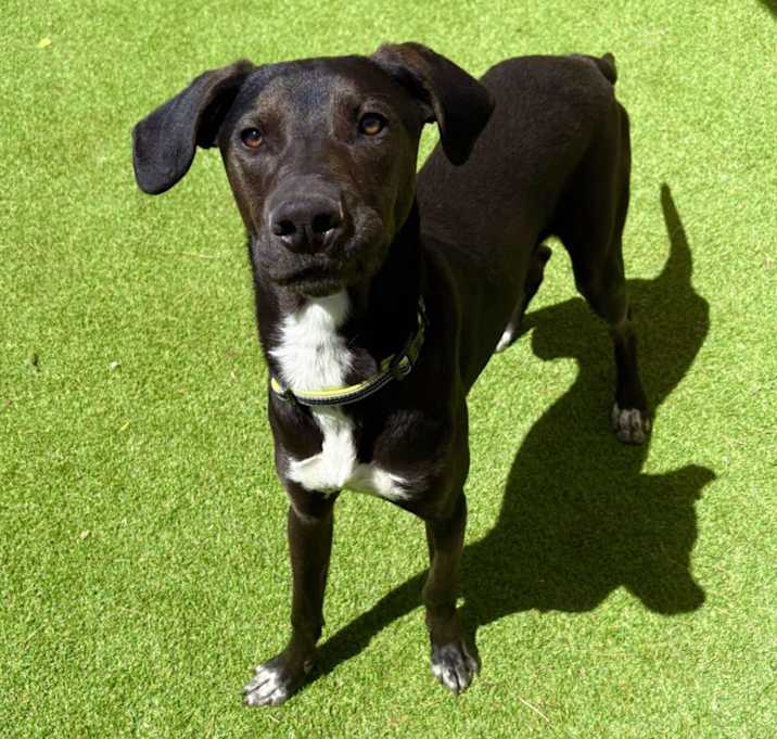 Photo of Auggy - PAWS