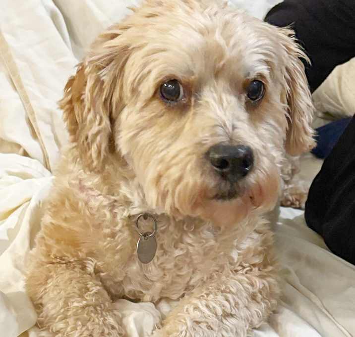 Photo of Pickles